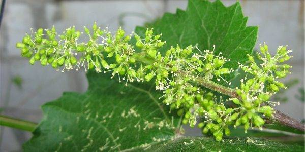 Цветение винограда: как опыляется виноград, искусственное опыление