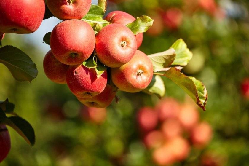 О яблоне услада: описание сорта, характеристики, агротехника, как выращивать