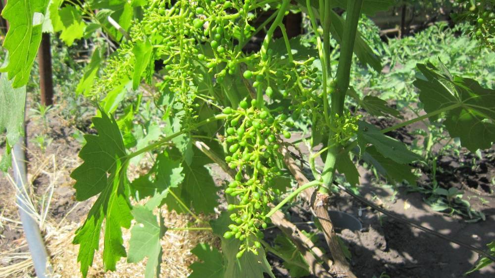 Декоративный виноград: описание и размножение