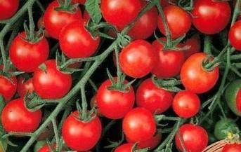 О томате Персиановский: описание сорта, характеристики помидоров, посев