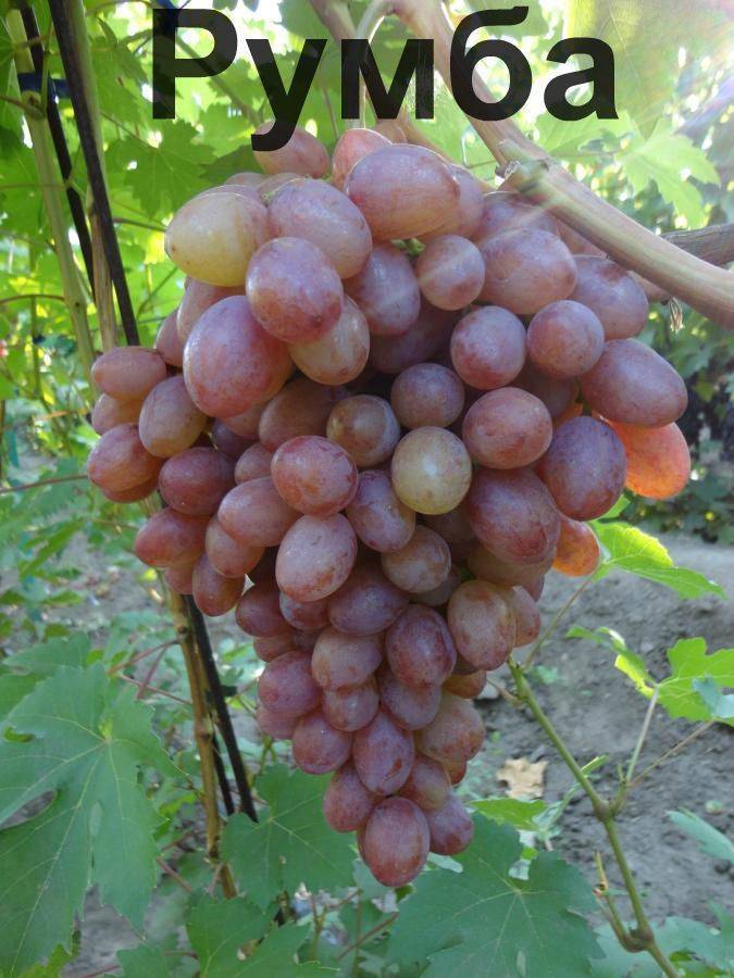Описание сорта винограда румба: фото и отзывы | vinograd-loza