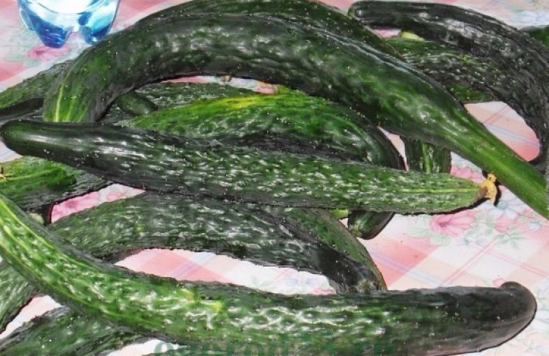 Как приручить китайского змея – раскрываем секреты выращивания китайских огурцов