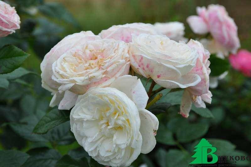 Роза artemis энциклопедия роз