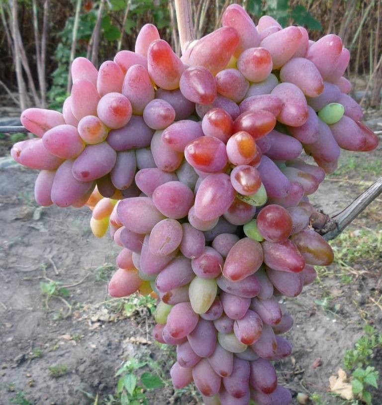 Самые сладкие сорта винограда
