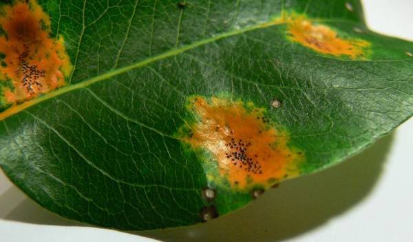 Почему чернеют листья на груше: меры борьбы и профилактики