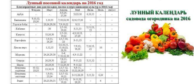 Благоприятные дни для посадки цветной капусты в 2020 году: таблица по дням и месяцам