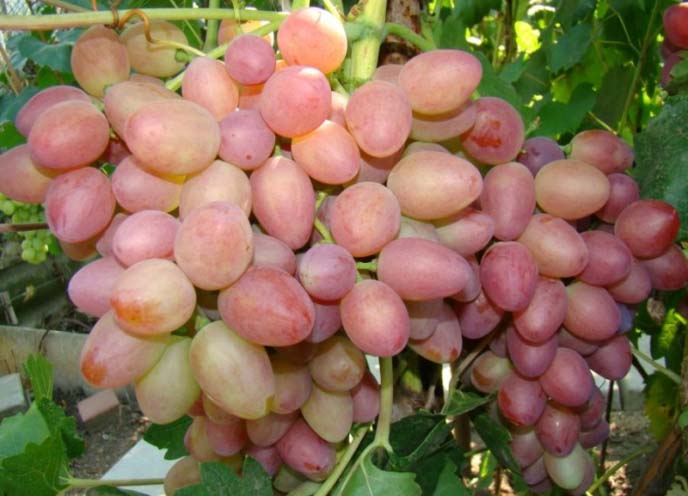 Красивый виноград с наливными ягодами - сорт софия