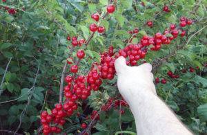 Войлочные вишни: лучшие сорта и правила выращивания