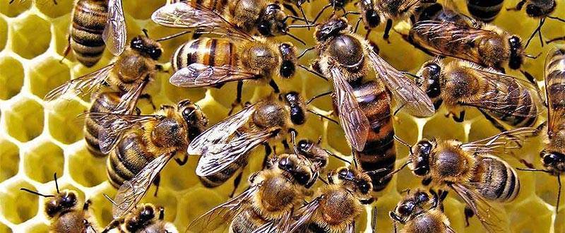 Опасные насекомые: пчелы убийцы и пчелы-тигры