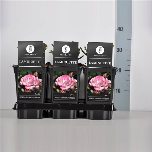 Сорта роз флорибунда с фото и названиями