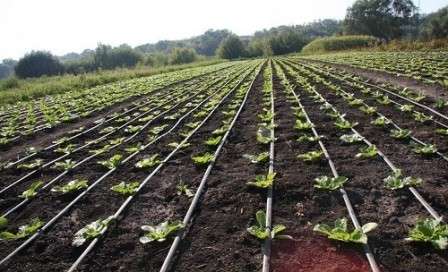 Выращивание капусты в открытом грунте - от рассады до сбора урожая