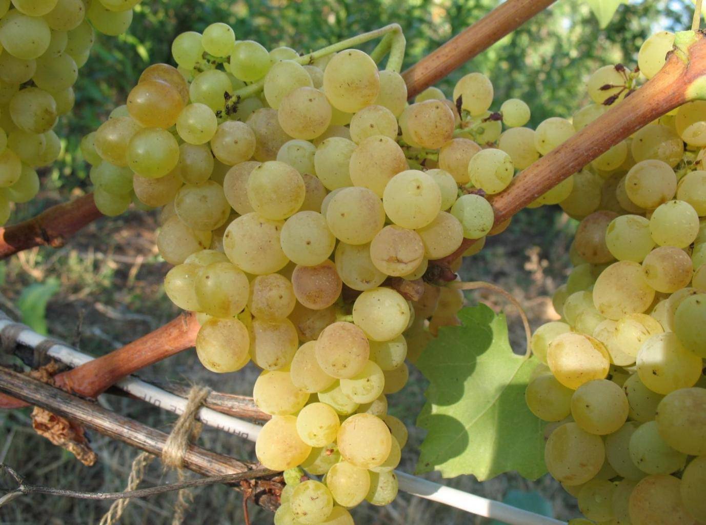 Виноград "кишмиш лучистый": фото и описание сорта, характеристики и вкусовые качества