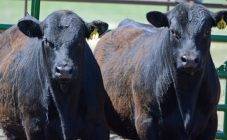 Абердин-ангусская порода крс — преимущества и недостатки мясной коровы