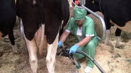 Доильный аппарат: принципы работы и техника машинного доения коров