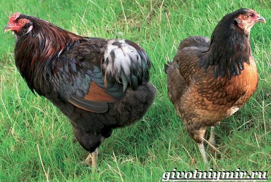 Араукана порода кур