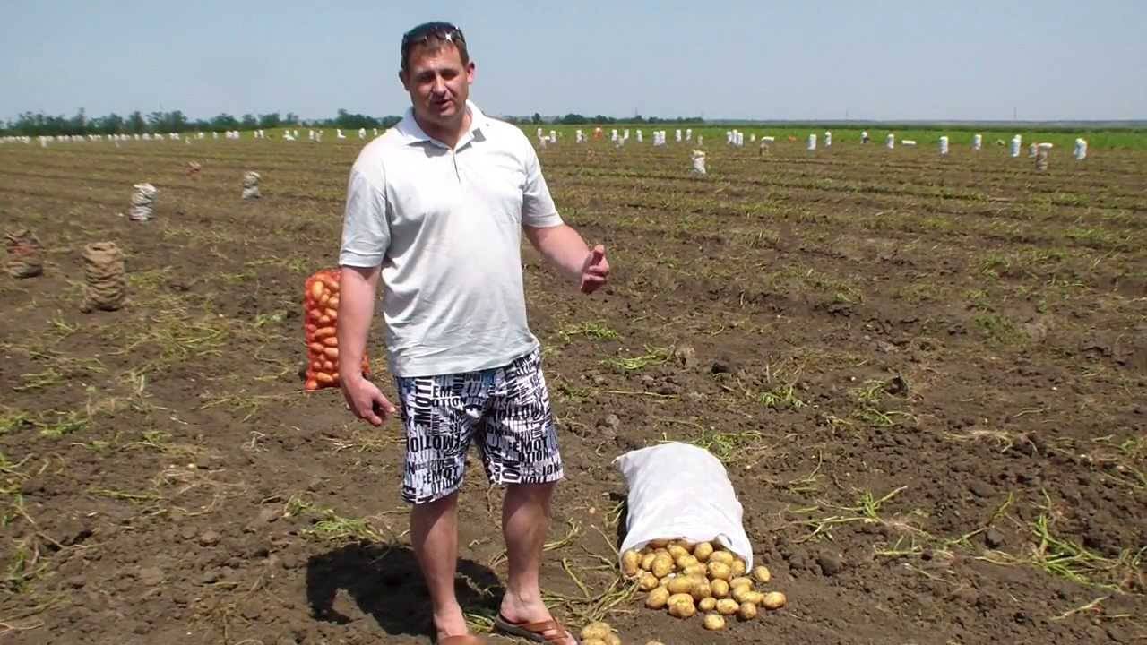 Картофель отрада: характеристика и особенности агротехники