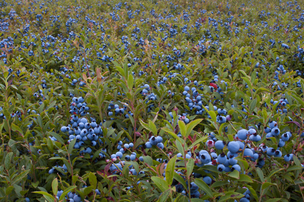 Где растет черника в России: описание ягоды, способы заготовки