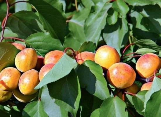 Характеристика и особенности абрикоса сорта орловчанин