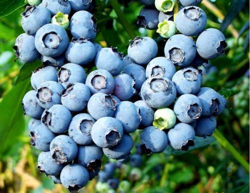 Голубика сорта дарроу: характеристика сорта и тонкости выращивания