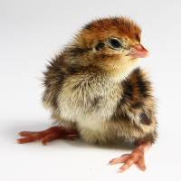 Чем кормить цыплят в первые дни жизни