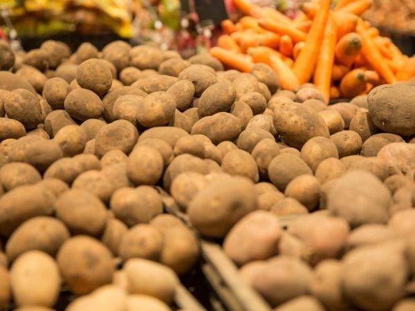 Температура хранения картофеля: какие условия овощ может выдерживать долго, а при скольких градусах он замерзает, а также советы по созданию оптимального режима