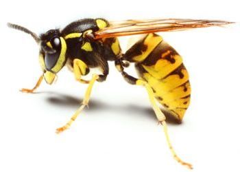 Ужалила пчела. как снять боль, опухоль и отек? как избавиться от последствий укуса пчелы?