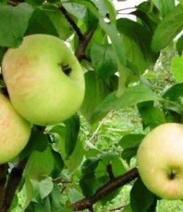 Сорт яблонь янтарь: описание и общая информация о дереве и плодах, фото и особенности выращивания