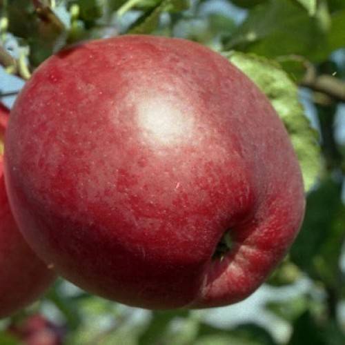 Особенности выращивания и ухода за яблоней строевское
