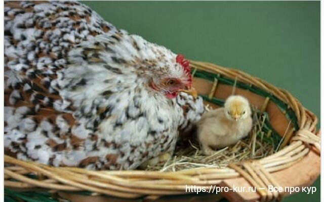 Сколько времени курица высиживает яйца?