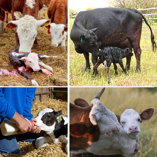 Доильные аппараты для коров: виды, особенности выбора и использования