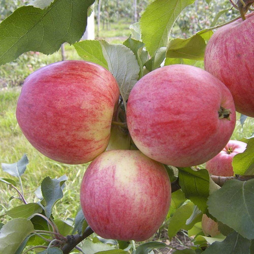 О яблоне Штрифель, описание, характеристики сорта, агротехника выращивания