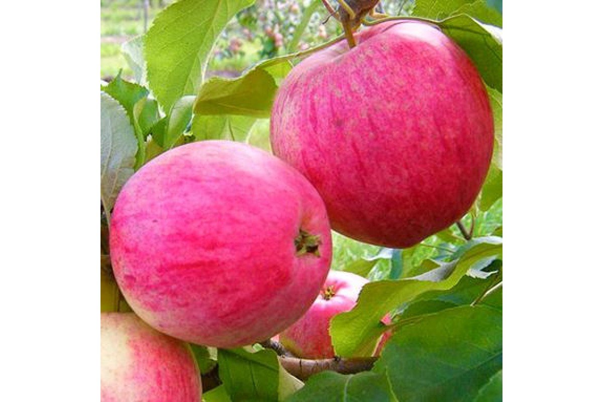О яблоне Розовый Налив: описание сорта, характеристики, агротехника, выращивание