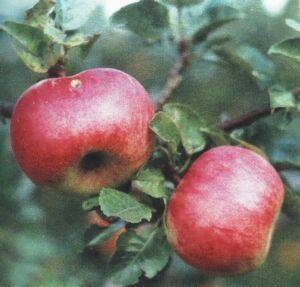 Лучшие сорта яблонь для вологодской области: описание и характеристика