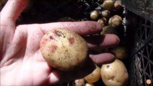 Можно ли сажать картошку с длинными белыми ростками