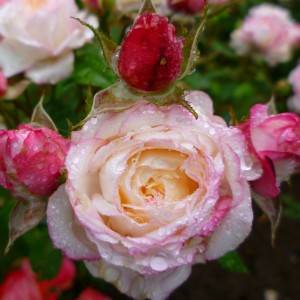 Розы группы флорибунда с описанием лучших сортов
