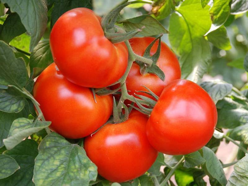 «чудо рынка» — неприхотливый и вкусный томат на вашем участке, его характеристики и описание сорта