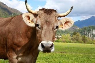 Кровавый понос у коровы лечение причины