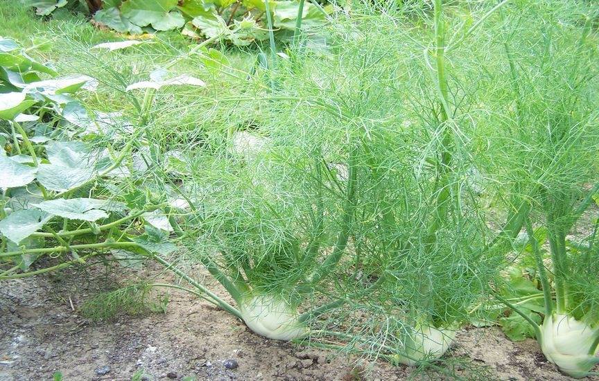 Как выращивать фенхель в открытом грунте: уход и лайфхаки садоводов