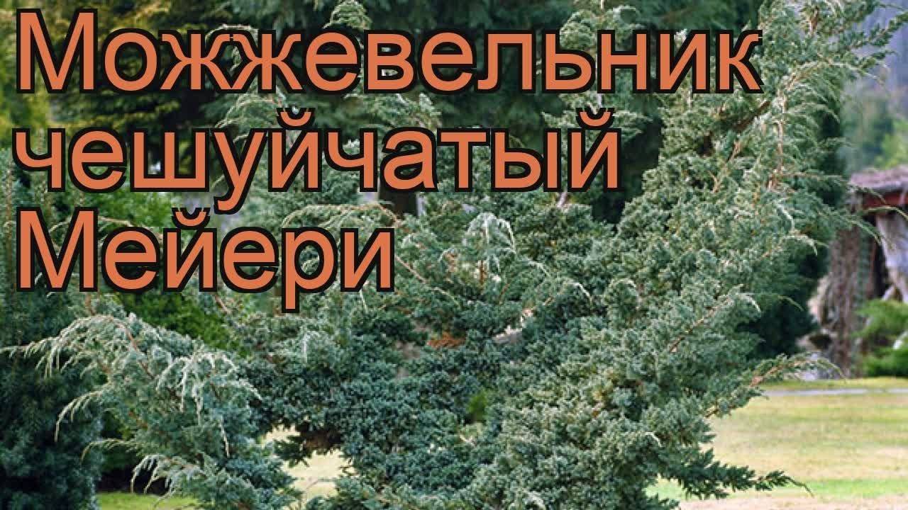 Можжевельник мейери описание и фото