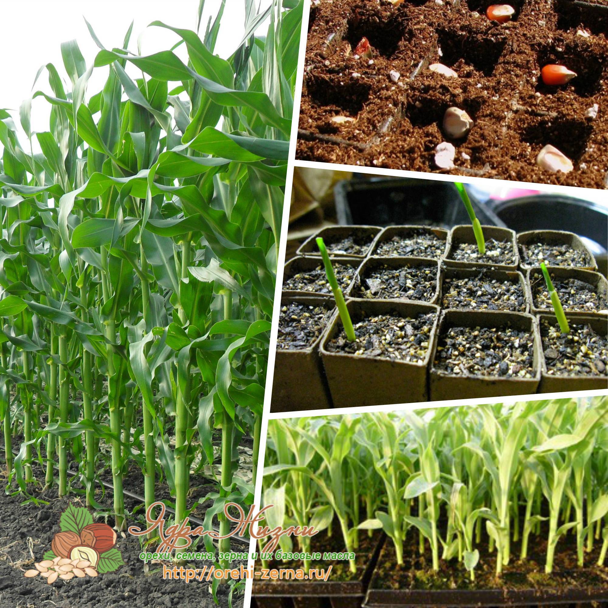 Как посадить кукурузу в огороде. Пикировка кукурузы. Высаживание кукурузы рассады. Пикировка кукурузы на рассаду. Кукуруза через рассаду.