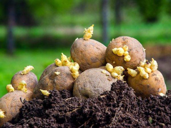 Благоприятные дни для посадки картофеля в 2020 году по лунному календарю
