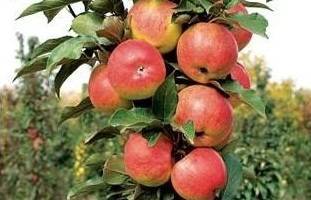 О яблоне колоновидной Васюган, описание сорта, характеристики, агротехника