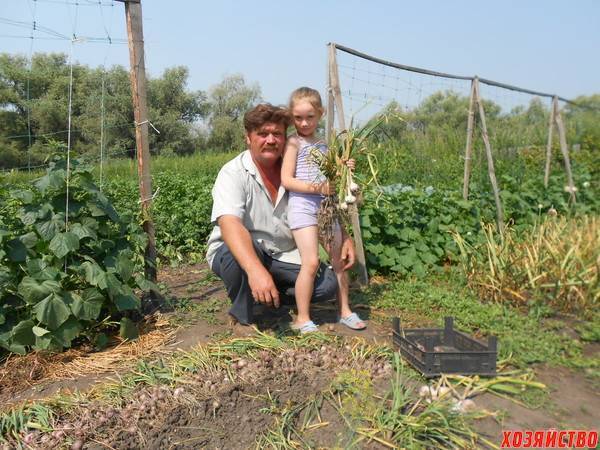 Выращивание чеснока: секреты хорошего урожая, как правильно посеять, уход в открытом грунта на грядке огорода, в теплице круглый год, под пленкой, технология