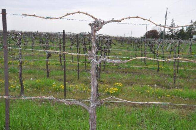 Подвязка винограда: зачем это делать, способы подвязки