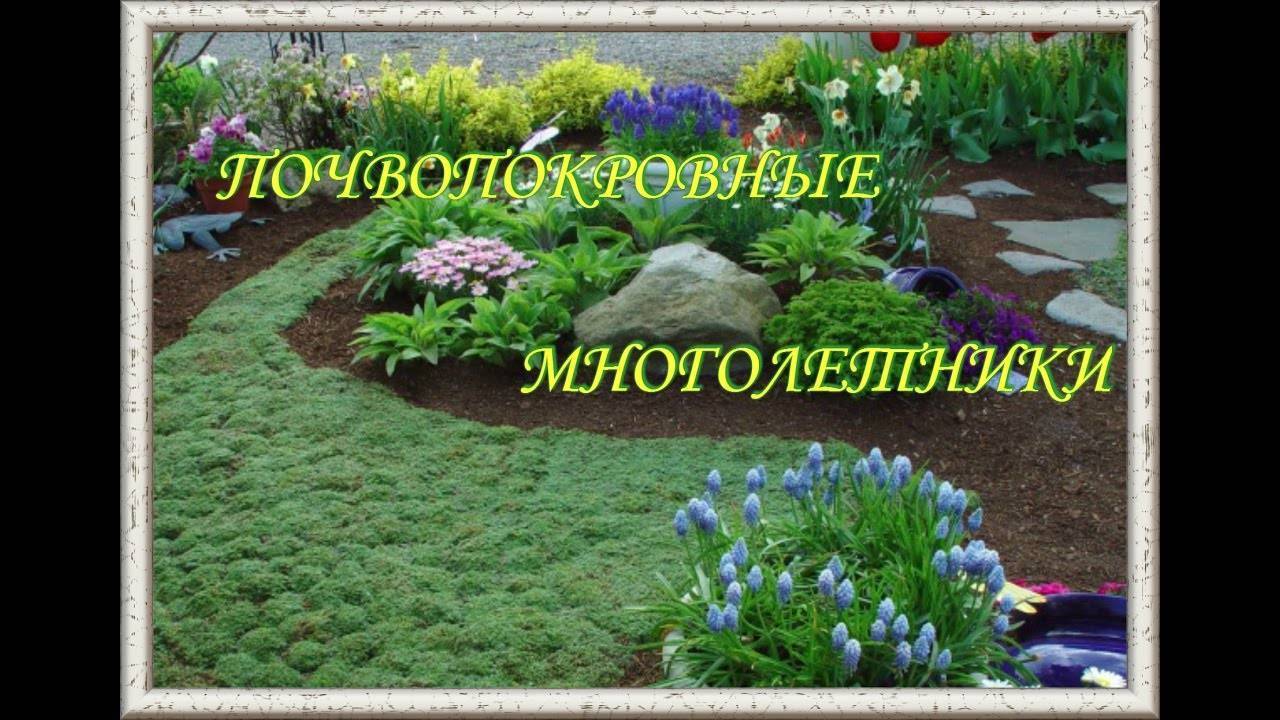 Почвопокровные растения для сада: виды и выращивание