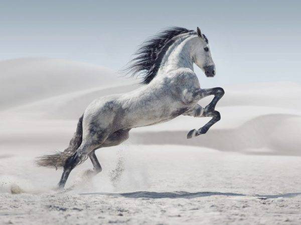 Самая дорогая лошадь в мире: характеристики влияющие на цену