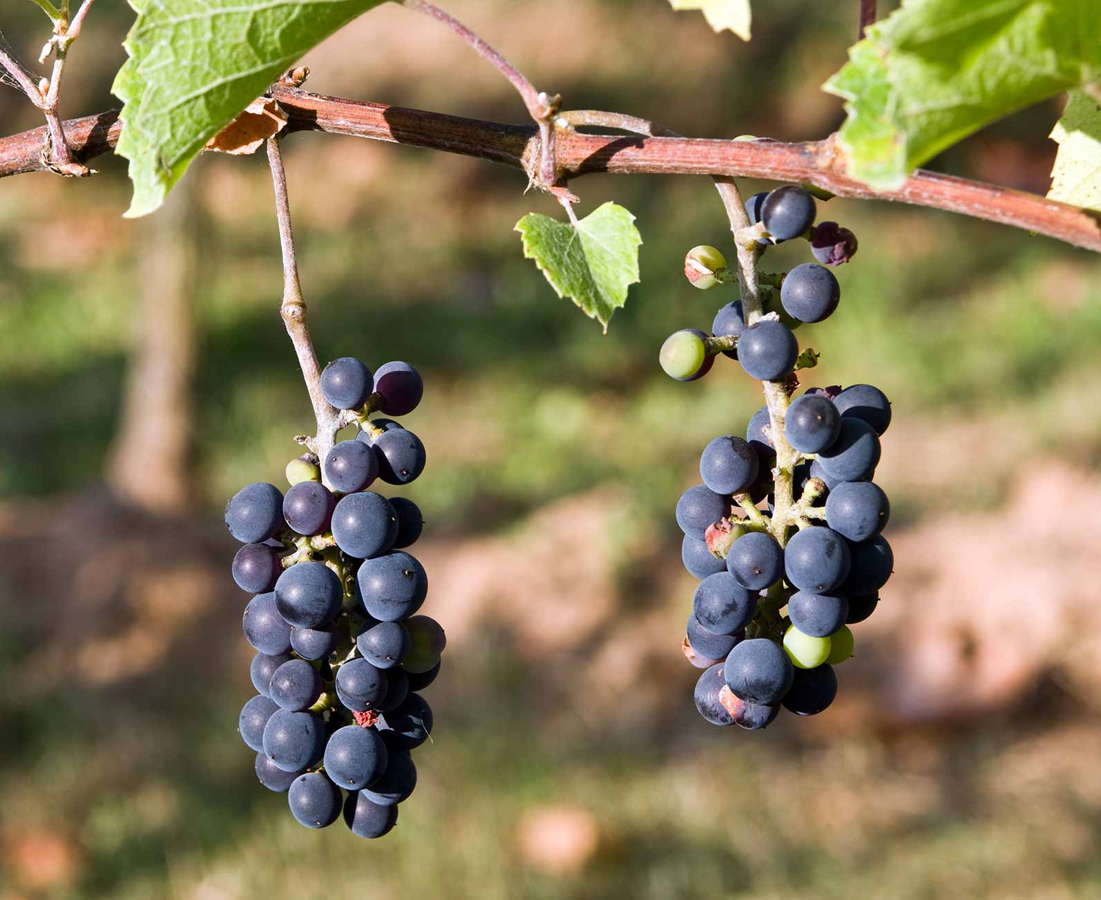 Как и когда пересаживать виноград: секреты успешной пересадки