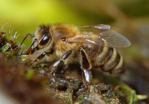 Породы пчел, их характеристики и описание с фото и видео | россельхоз.рф