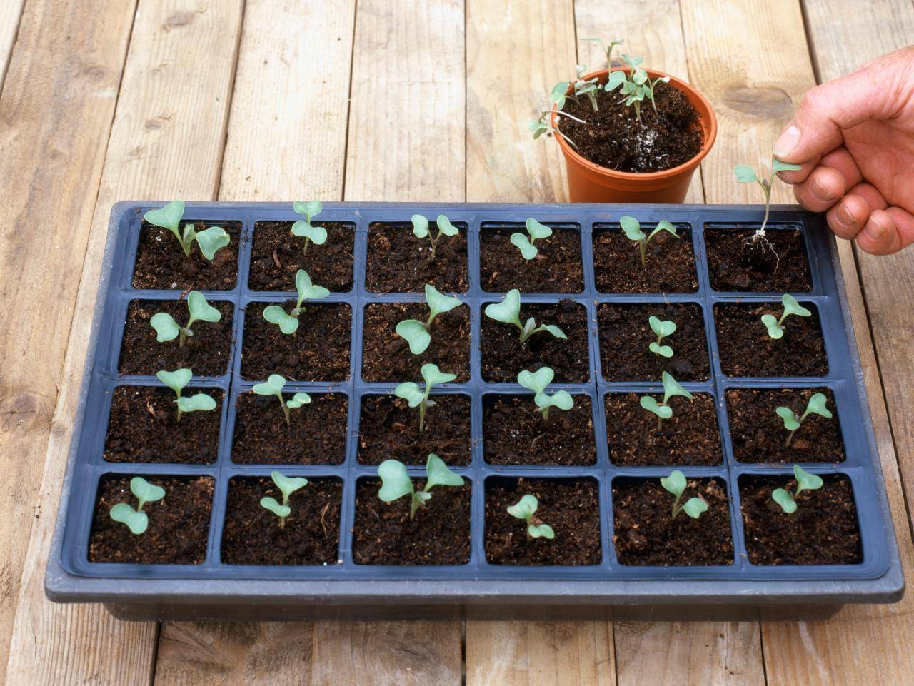 Как посадить капусту в открытый грунт - секреты ухода и выращивания