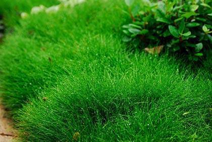 О низкорослой траве для газона: сорта не требующие стрижки, как выбрать